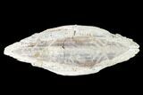 Pliocene Bivalve (Arca wagneriana) Fossil - Florida #146139-2